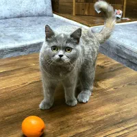 گربه بیریتیش