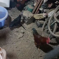 خروس و مرغ محلی و ایام سمانی|حیوانات مزرعه|طرقبه, |دیوار