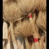 سنبل و خوشه گندم