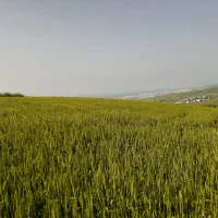 اجاره زمین کشاورزی