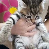 گربه خونگی بازی گوش جنسیت نر