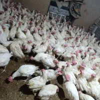 فروش مرغ و خروس