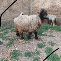 نرمیش درجه یک