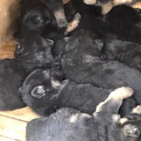 توله ژرمن شپرد پدر وارداتی با کیفیت نر و ماده