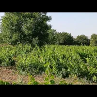 باغ سند دار شش دانگ (فروش و معاوضه)آب،برق،خونه باغ