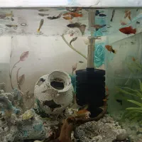 ماهی گوپی و پلاتی