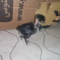فروش جوجه گردن گلابی