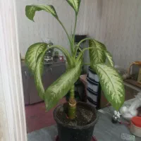 گلهای اپارتمانی