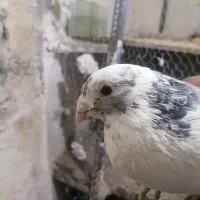 پلنگ کرمونی|پرنده|تربت‌حیدریه, بی بی حسنیه|دیوار