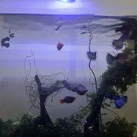 ماهی و حلزون|ماهی|اردبیل, |دیوار