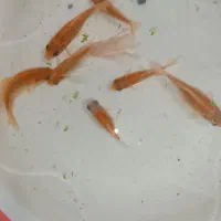 پمپ اکسیژن رایگان