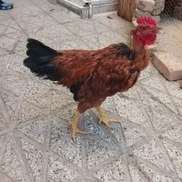 مرغ و خروس