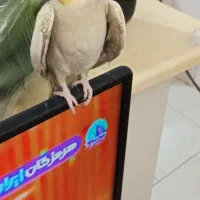 عروس هلندی|پرنده|تهران, وحیدیه|دیوار