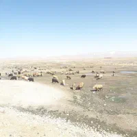 چوپان ، گوسفند ، چوپانی دام