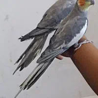 شادگان