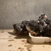 پلیموت آمروک|حیوانات مزرعه|بناب, |دیوار