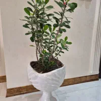 گلهای طبیعی