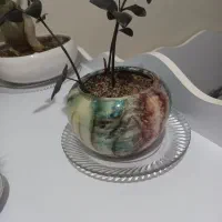 بونسای آدنیوم ۱۲ ساله به همراه چند عدد گلدان