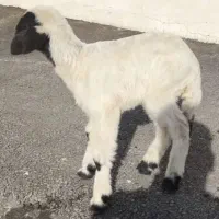 بره نژاد افشاری