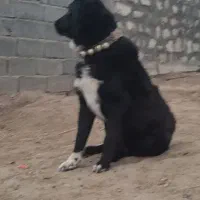 سگ توله ۱۸ماهه