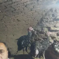 بوقلمون برنز|حیوانات مزرعه|شاهرود, |دیوار