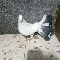 کبوتر پرشی و دم چتری و یال مشکی|پرنده|مبارکه, |دیوار