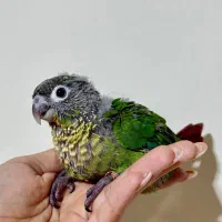 گرینچیک نرمال سرلاکی