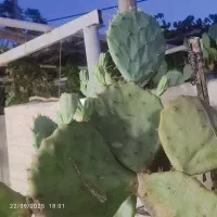 قلمه گل کاکتوس|گل و گیاه طبیعی|سبزوار, هویزه|دیوار