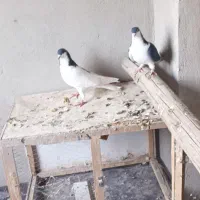 پرنده کفتر|پرنده|محمدیه-قزوین, |دیوار