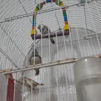 فنچ و قفس|پرنده|مشهد, خواجه ربیع|دیوار