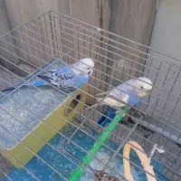 یک جفت مرغ عشق