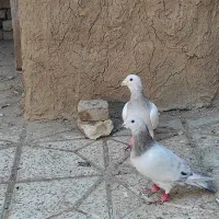 جفتگاهی سالم|پرنده|نیشابور, خیام|دیوار