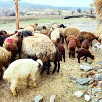 ۲۱راس میشو بره جوان شیره دار