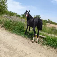 اسب|اسب و تجهیزات اسب‌سواری|قزوین, |دیوار