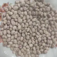 لوبیا چیتی محلی