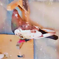 کفتر رنگی سینه دم سفید|پرنده|شیراز, نارنجستان|دیوار