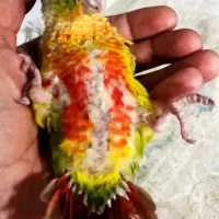 گرینچیک دبل رد