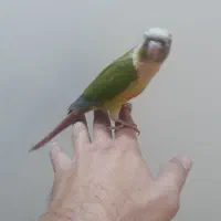 جوجه گیرینچک تازه دون خور شده رام|پرنده|ری, شهادت|دیوار