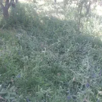 بچه یونجه داخل باغ خوش قیمت