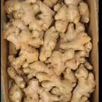 زنجبیل باکیفیت رسید