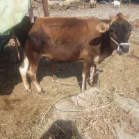معاوضه با میش