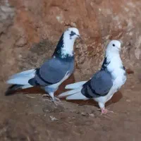 کبوتر