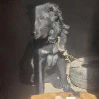 واگذاری یک عدد توله ۱ساله|سگ|داران, |دیوار