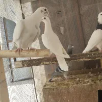 کفتر سبز طوقی سفید