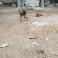 سگ ژرمن ورک نر تربیت شده نگهبان