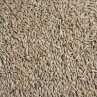 فروش گندم دیم درجه یک