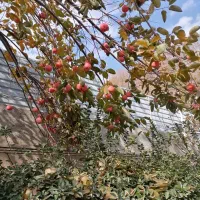 فروش خانه مسکونی قولنامه ای در عباس ابادمحمدشهر|فروش خانه و ویلا|محمدشهر, عباس آباد|دیوار