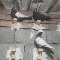 ۷عدد کبوتر|پرنده|زرند, |دیوار