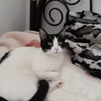 واگذاری رایگان دوگربه نروماده1/5ساله