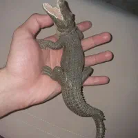 فیگور حیوانات پاپو ریتایر . دست ساز